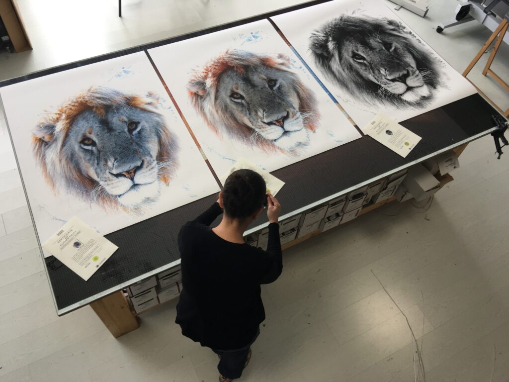 Proceso de autenticación de impresiones giclée en papel fineart, mostrando tres obras de leones y certificados de calidad Hahnemühle.