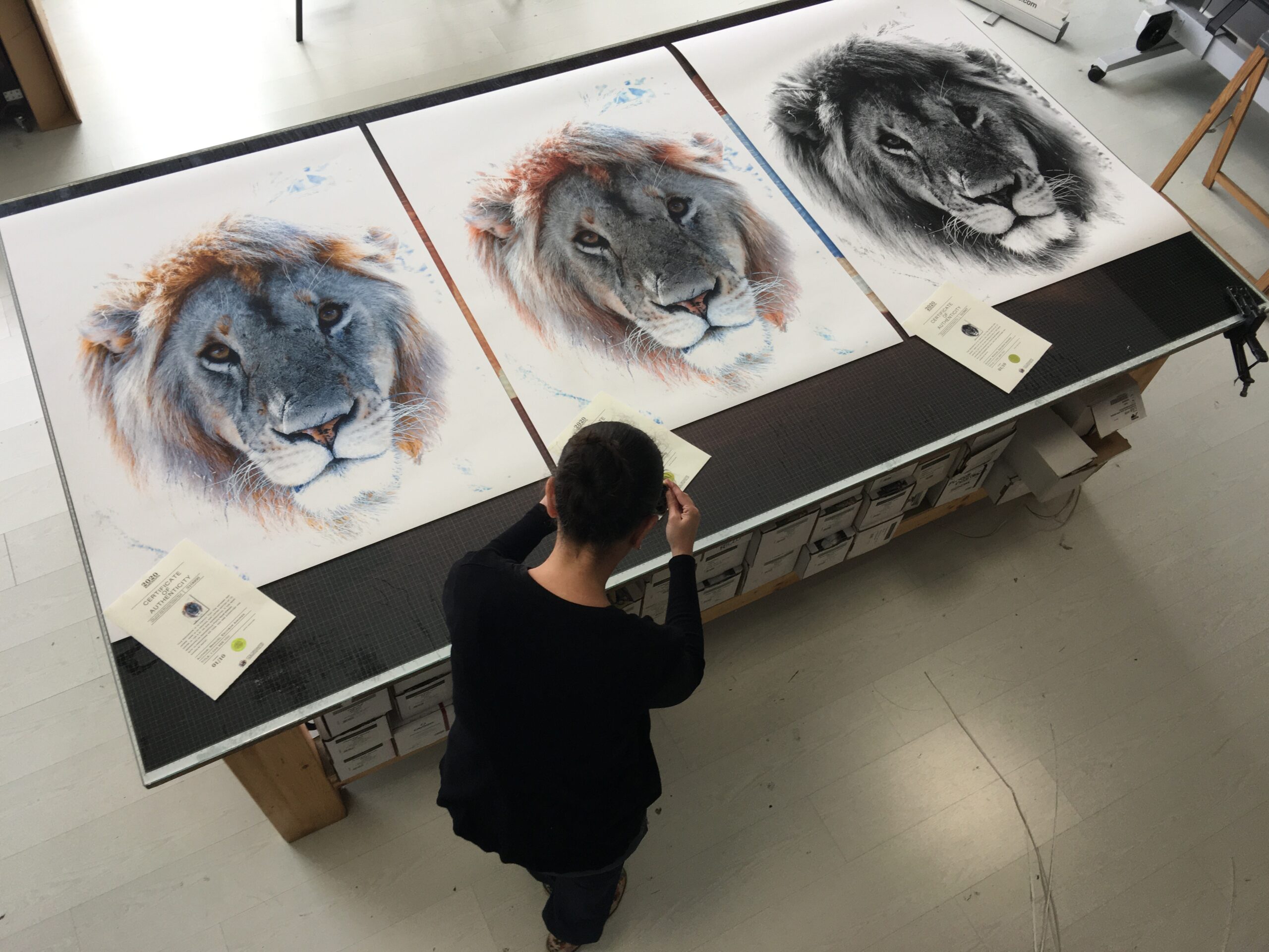 Proceso de autenticación de impresiones giclée en papel fineart, mostrando tres obras de leones y certificados de calidad Hahnemühle.